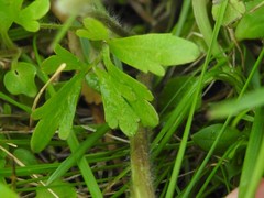 Ranunculus micranthus