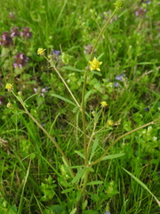 Ranunculus micranthus