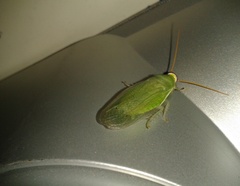 Panchlora nivea