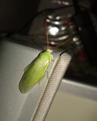 Panchlora nivea