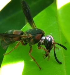 Euodynerus apopkensis