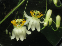 Passiflora arborea
