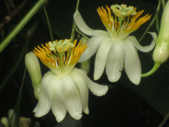 Passiflora arborea