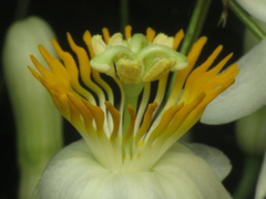 Passiflora arborea