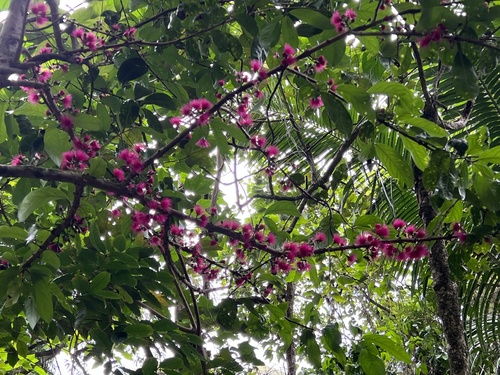 Syzygium malaccense observed 2022-04-13
