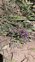 Astragalus nothoxys