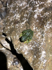 Rulyrana flavopunctata