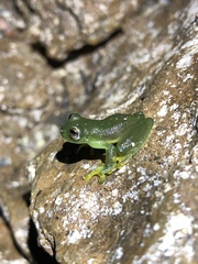 Rulyrana flavopunctata