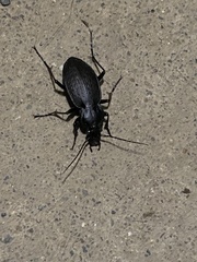 Carabus vinctus