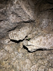 Rulyrana flavopunctata