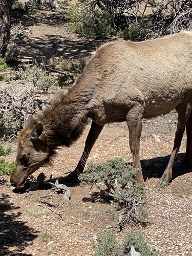 Elk photographed in Arizona