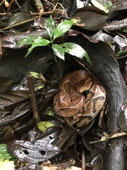 Bothrocophias microphthalmus