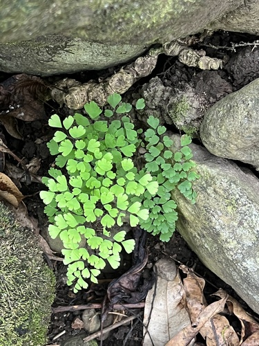 Adiantum raddianum observed 2022-04-13