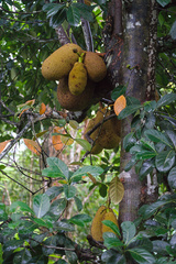 Artocarpus heterophyllus image