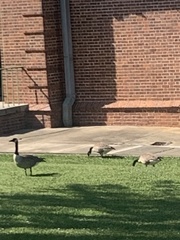 Branta canadensis image