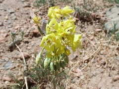 Chylismia claviformis lancifolia
