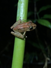 Pristimantis incomptus