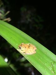 Pristimantis incomptus