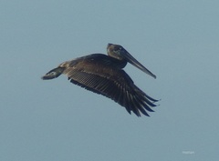 Pelecanus occidentalis