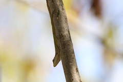 Anolis marmoratus
