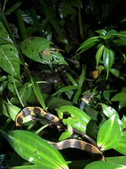 Dipsas vermiculata