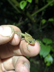 Pristimantis incomptus