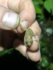 Pristimantis incomptus