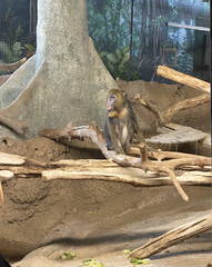 Mandrillus sphinx