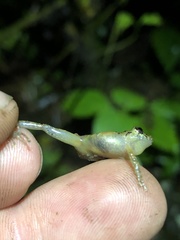 Pristimantis incomptus