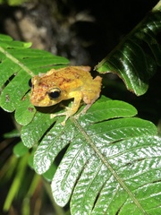Pristimantis incomptus