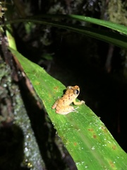 Pristimantis incomptus