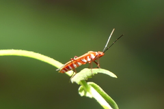 Dysdercus evanescens