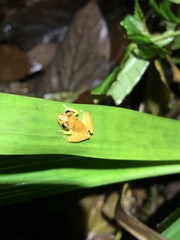 Pristimantis altamnis