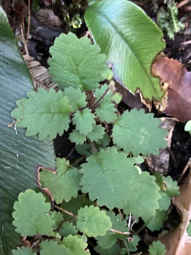 Image of Jovellana Repens (Jovellana repens) by no rights reserved