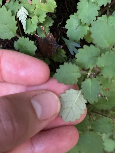 Image of Jovellana Repens (Jovellana repens) by no rights reserved
