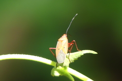 Dysdercus evanescens