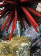 Anampses chrysocephalus