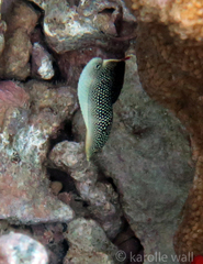 Anampses chrysocephalus