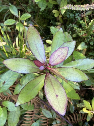 Alseuosmia pusilla (Alseuosmia pusilla)