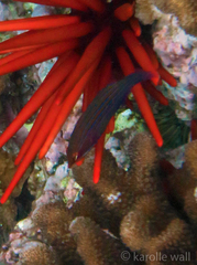 Pseudocheilinus tetrataenia