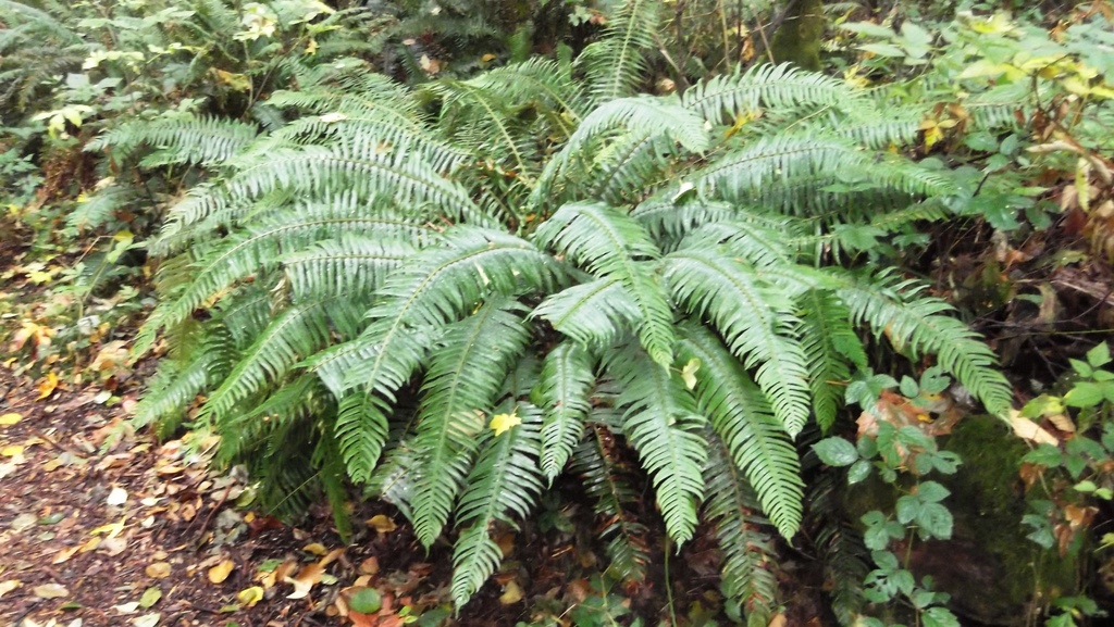 Western sword fern, photo 3