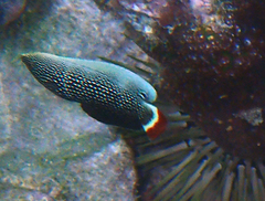 Anampses chrysocephalus