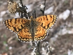 Phyciodes pallida