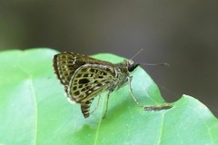 Sovia albipectus