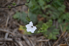 Nicotiana repanda