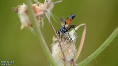 Cylindromyia brassicaria