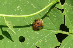 Laccoptera nepalensis