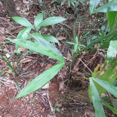 Cyclanthus bipartitus
