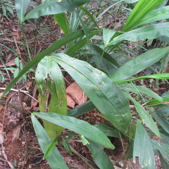 Cyclanthus bipartitus