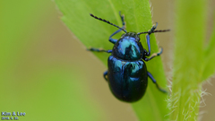 Chrysochus chinensis